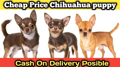 chihuahua for sale philippines price|Yorkie Puppies Price In India .